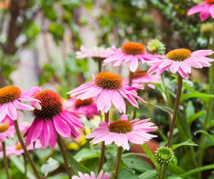 chicago coneflowers