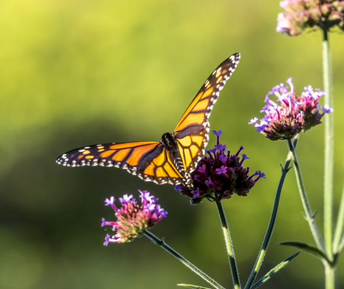 monarch butterfly milkweed in a pollinator garden