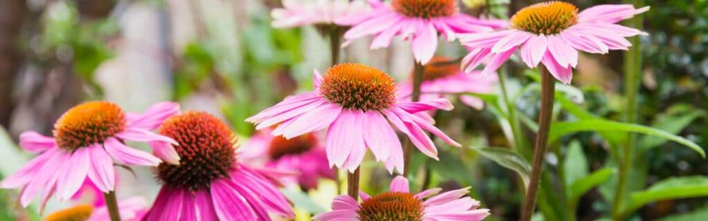 Purple coneflowers, native Chicago-area perennials R & G Almanza Landscape plants in place of turfgrass