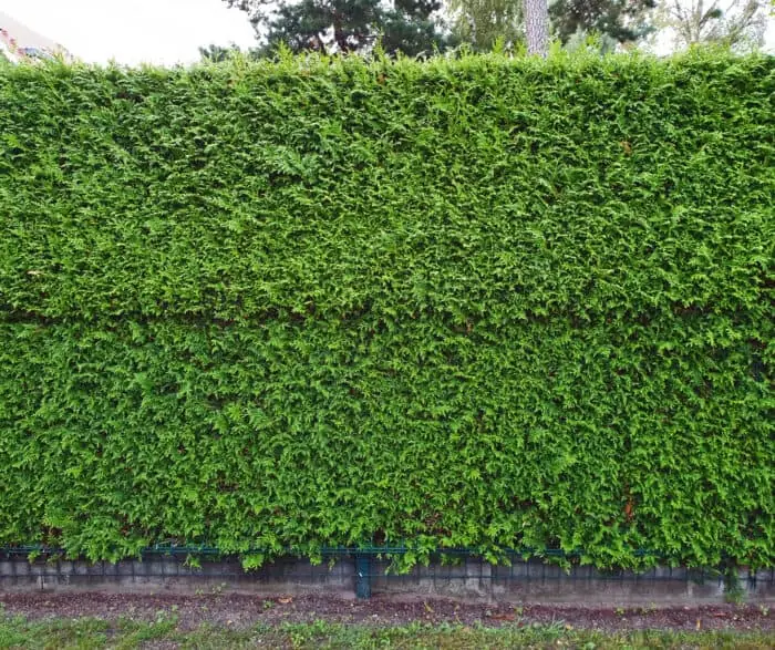 hedge fence for privacy landscaping